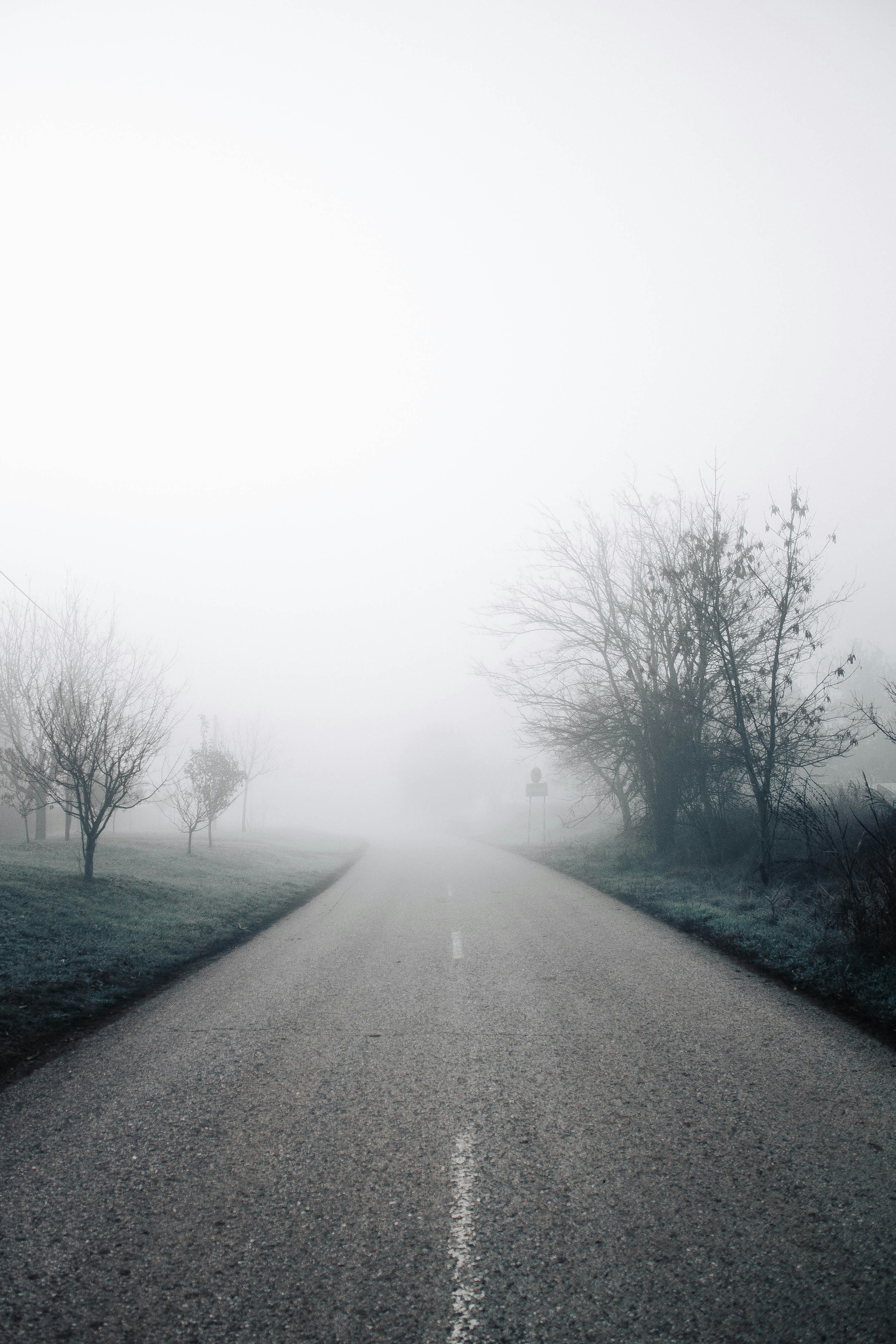 gray asphalt road between bare trees